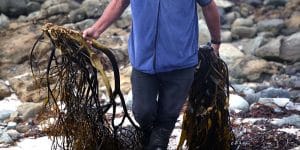 CAPPUCCINO 2023 09 15 Pescadores de alga Luga Roja