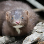 Cappuccino 24 de diciembre 2024 Michael Arcos áreas protegidas CONAF