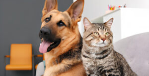 tecnico veterinario municipalidad Natales