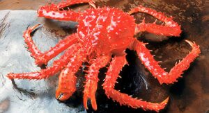 colusion de la centolla